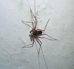 Paraphrynus raptator