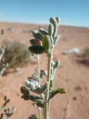 Tetraena alba image