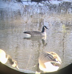 Branta canadensis