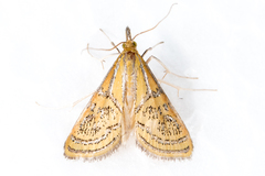Daulia arizonensis