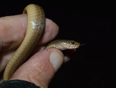 Thamnophis validus