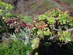 Aeonium decorum