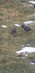Sturnus vulgaris