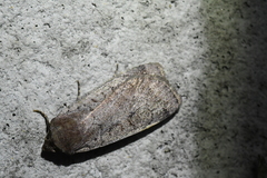 Protolampra rufipectus