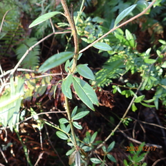 Cotoneaster salicifolius