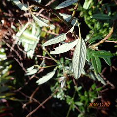 Cotoneaster salicifolius