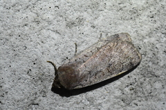 Protolampra rufipectus
