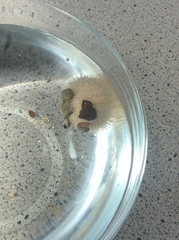 Pseudechinus huttoni