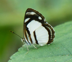 Dynamine athemon athemaena