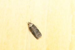 Agonopterix lythrella