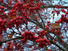 Crataegus persimilis