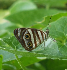 Dynamine postverta postverta