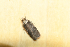 Agonopterix lythrella