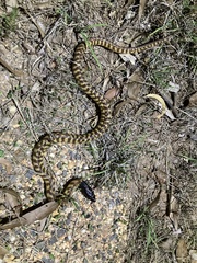 Aspidites melanocephalus