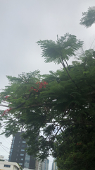 Delonix regia
