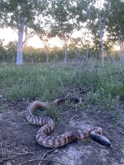 Aspidites melanocephalus