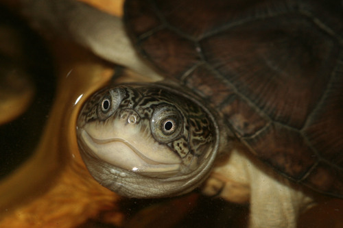 West African Mud Turtle