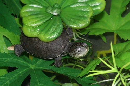 West African Mud Turtle
