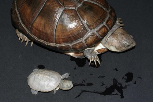 West African Mud Turtle