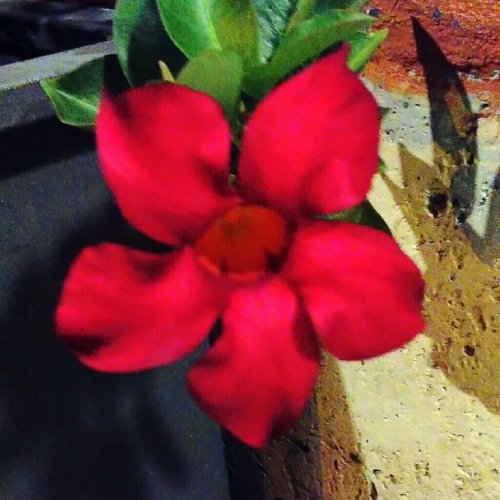 Another photo of Mandevilla