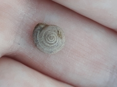 Polygyrinae