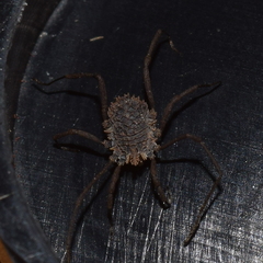Ortholasma levipes