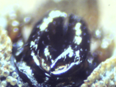 Ortholasma levipes