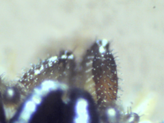 Ortholasma levipes