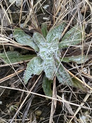 Plantago floccosa