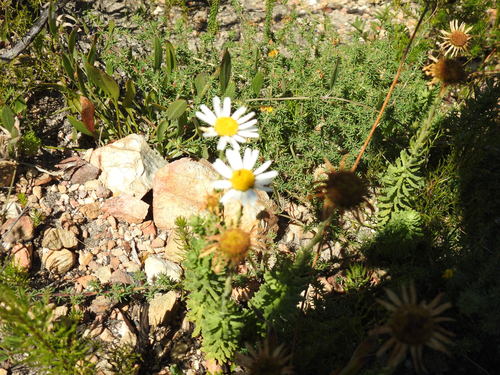 Image of Osmitopsis afra by (c) Matthew Fainman, some rights reserved (CC BY)