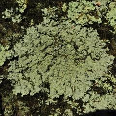 Punctelia caseana