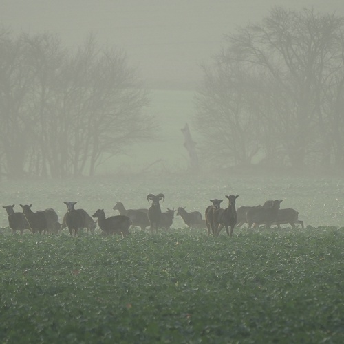 Sheep