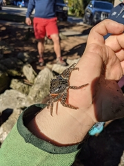 Aratus pisonii