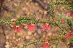 Melaleuca anisandra