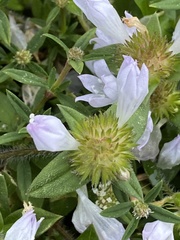 Richardia grandiflora