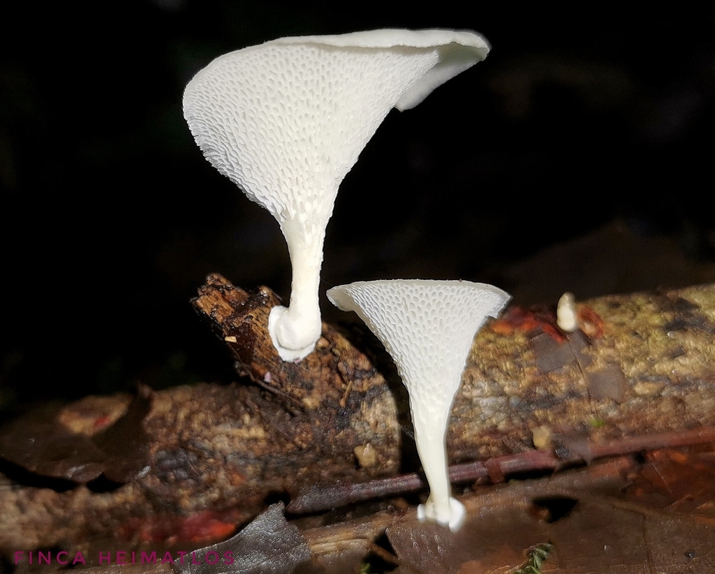 Favolus brasiliensis · December 2020 · photo: © heimatlos (iNaturalist, cc0)