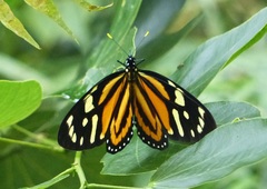 Lycorea halia discreta