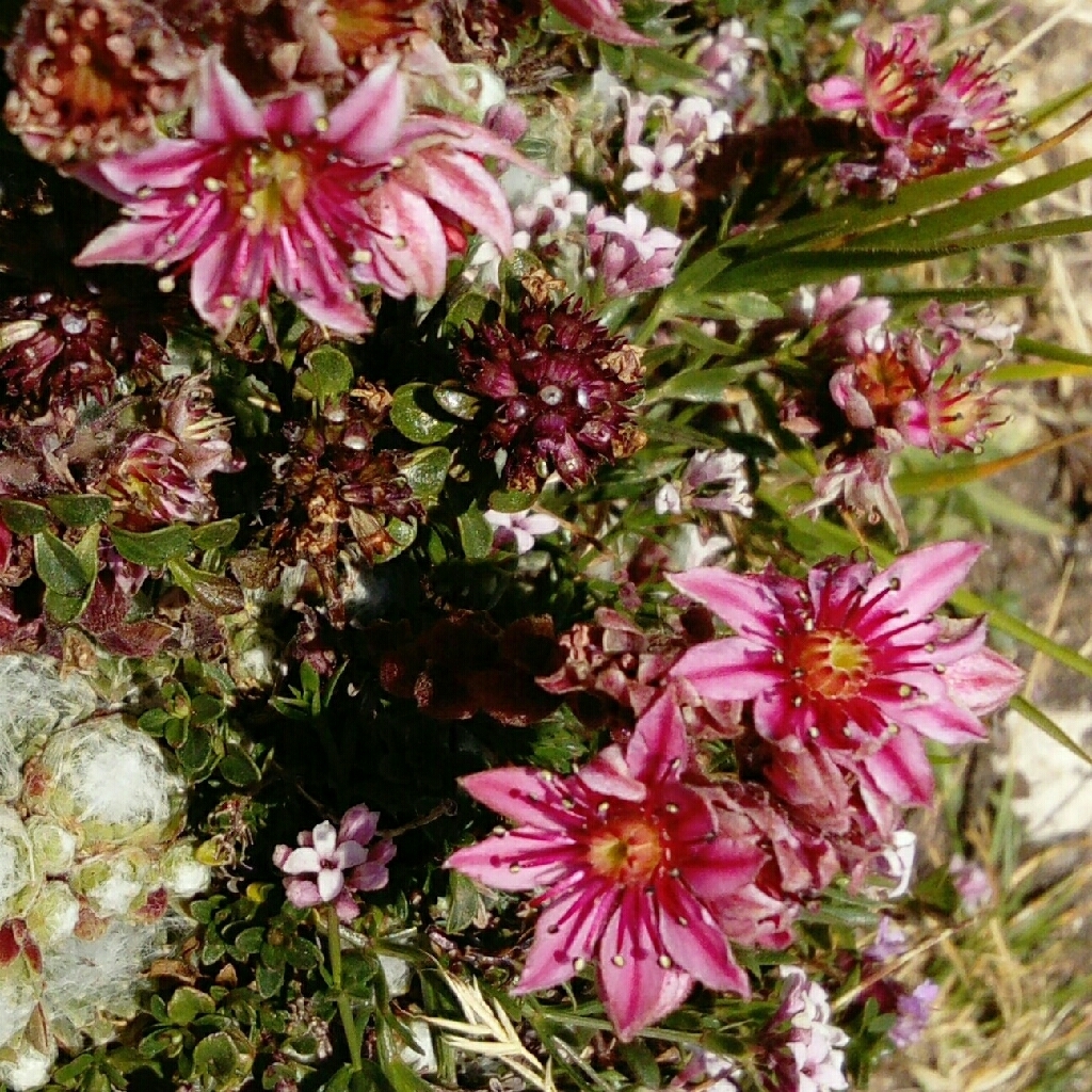 Sempervivum arachnoideum, Monte Camicia