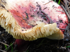 Russula queletii
