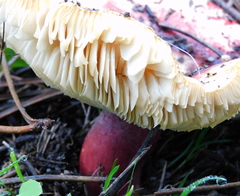 Russula queletii