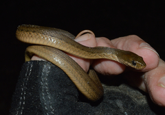 Thamnophis validus