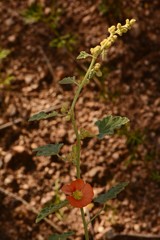 Sphaeralcea incana