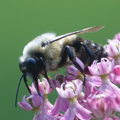 Bombus griseocollis