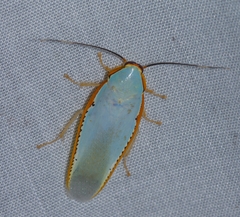 Panchlora kozaneki