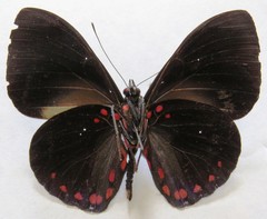 Hamadryas laodamia saurites