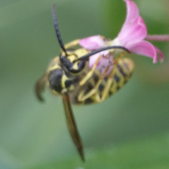 Dolichovespula arenaria
