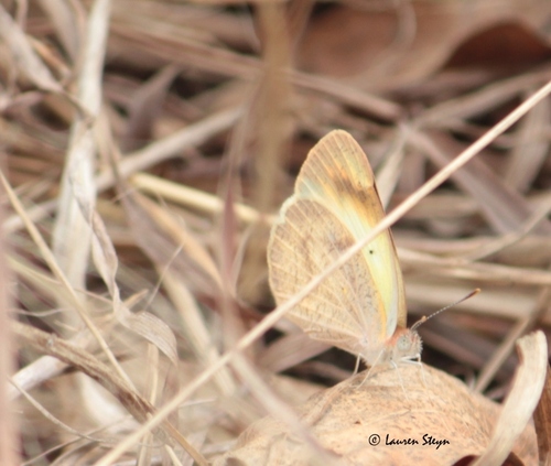Round-winged Orange Tip