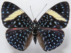 Hamadryas laodamia saurites