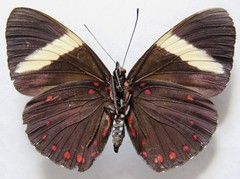 Hamadryas laodamia saurites