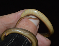 Thamnophis validus